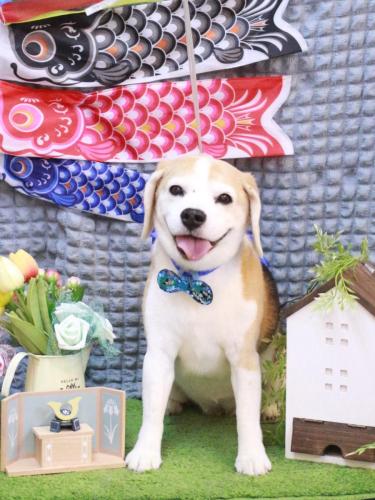 20230504チャビーちゃん